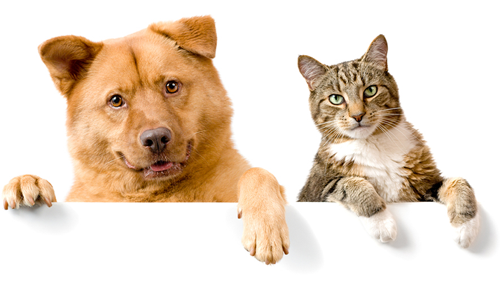 bigstock-dog-and-cat-above-white-banner-3391099